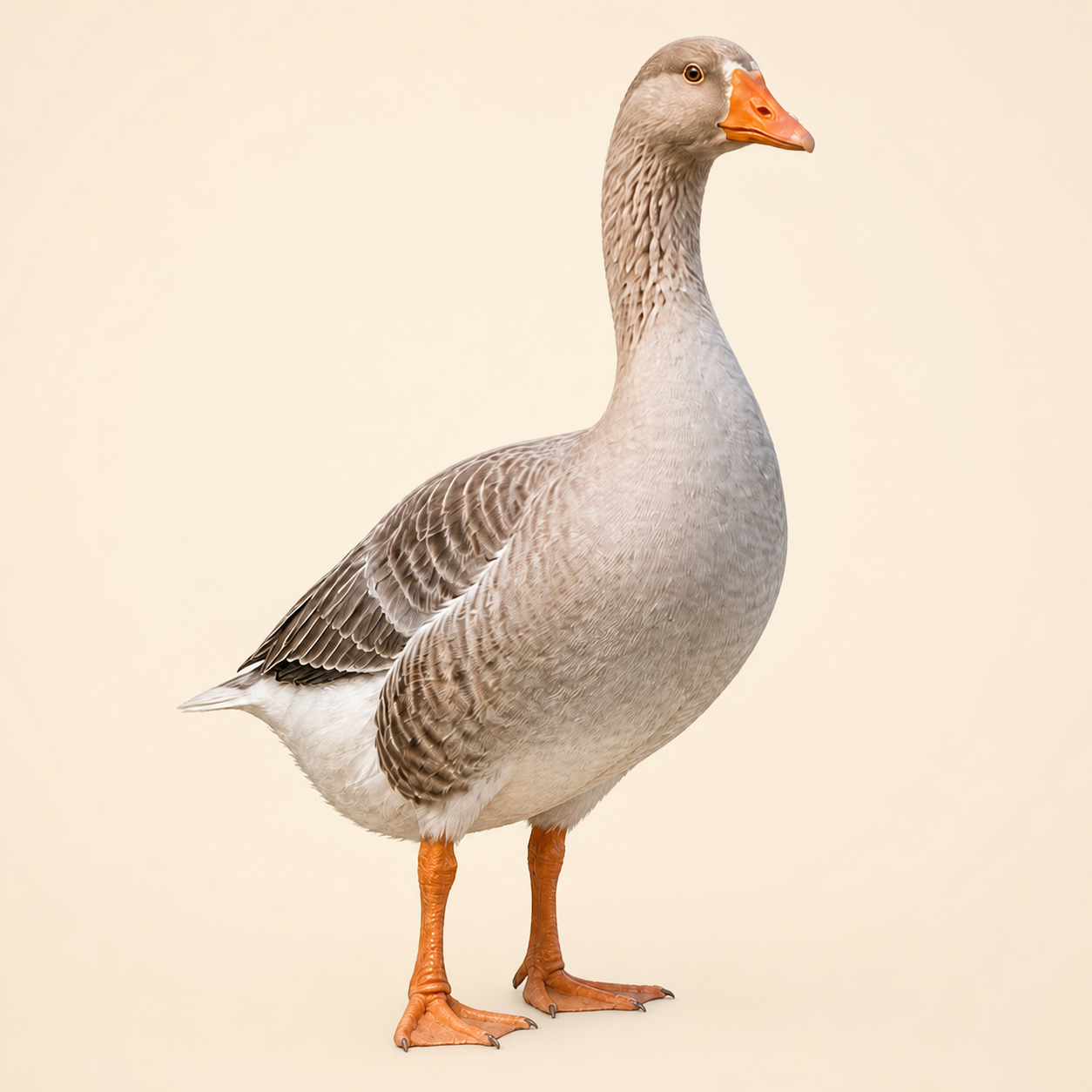 Geese